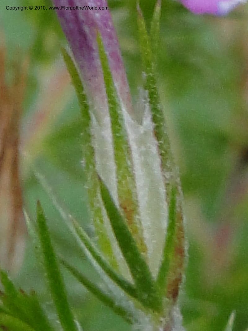 Leptodactylon californicum, C. Davidson 11731--California. Santa Barbara Co. 4 April 2010 250 (13).jpg