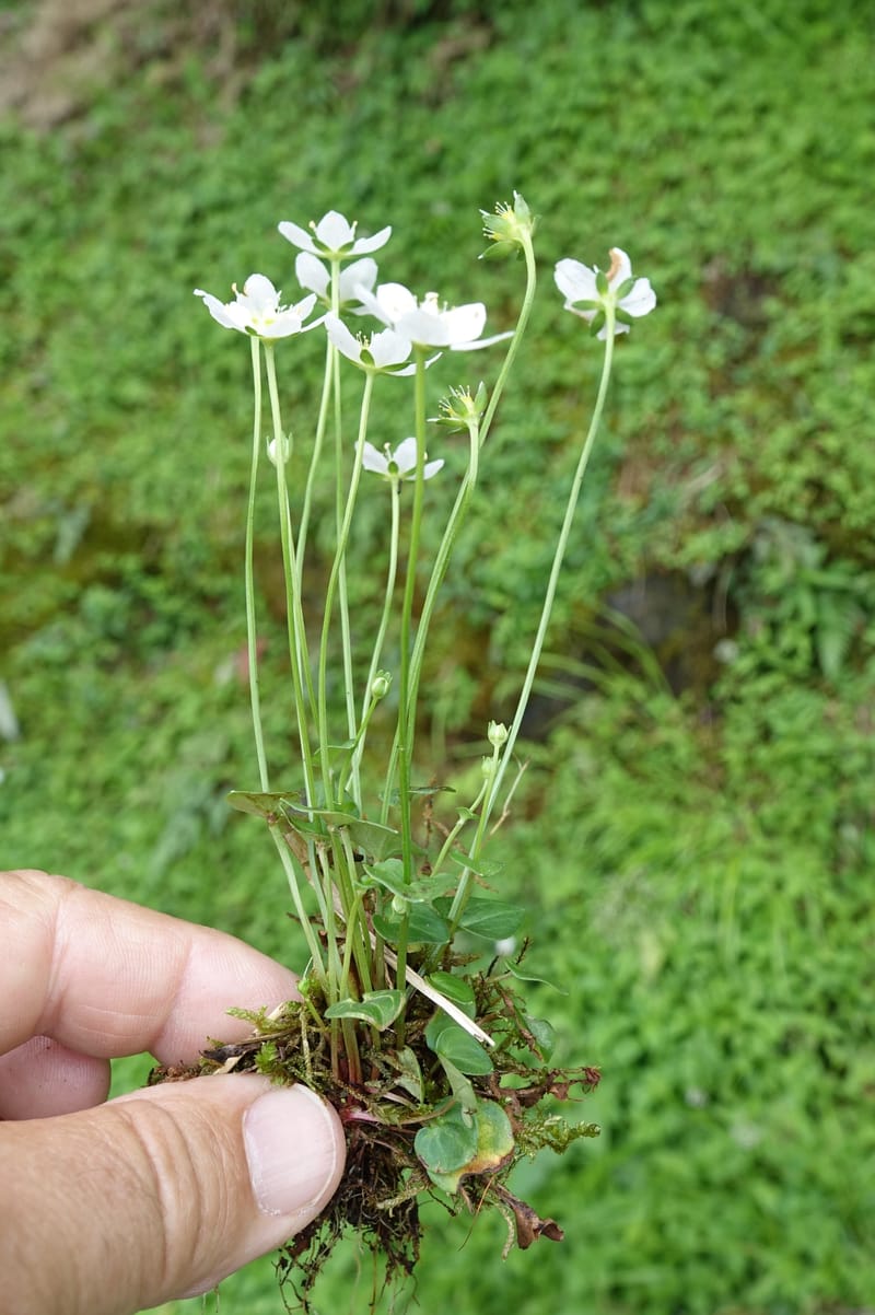 Parnassia palustris, Tseng Yu-Hsin 1316--Taiwan. SW of Nanshan on highway 7. 20 May 2016. DSC03339 (41).JPG