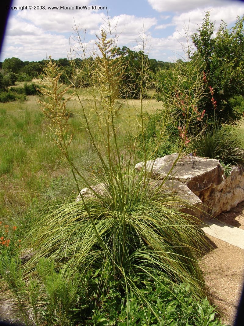 Nolina lindheimeriana--TX. Johnson Wildflower Center. 13 Jun 04. 003.jpg