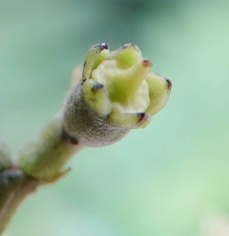 Mastixia pentandra, D. Boufford 44162--China. Yunnan. Bu Long Shan. 6 May 2018. DSC02824 (32).JPG