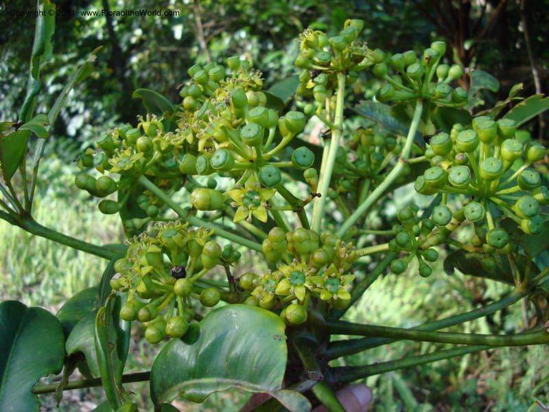 Schefflera pseudocandelabrum, Lowry, P 6893--New Caledonia, ProvN, Aoupinié 15 Nov 2007 151 (4).jpg