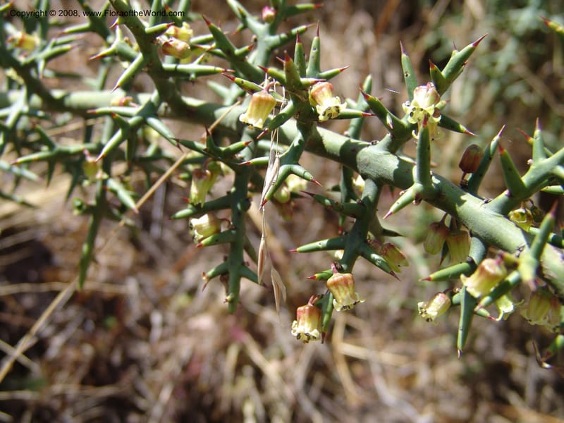 Colletia spinosissima--Peru. Pisaq. 22 Oct 07. 014.jpg