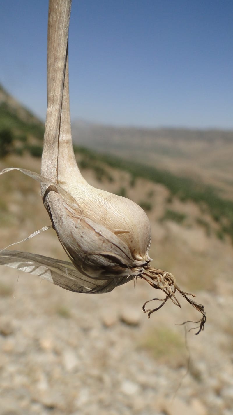 Allium chloranthum, A. G. Miller 132.3--Iraq. Kurdistan. Shakh-i Pira Magun. Gueza Khan. 11 June 2010. 114 (9).jpg