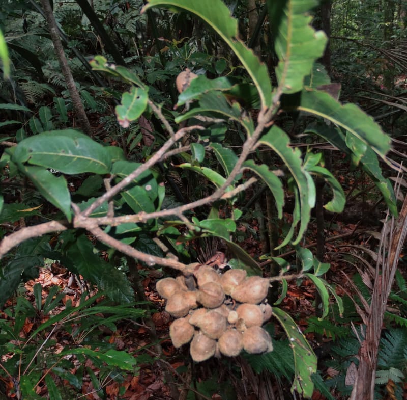 Alectryon hirsutus, Munzinger, J 7420--New Caledonia. Foret du Koghi. 13 Fri 2015. DSC02196 (155).JPG
