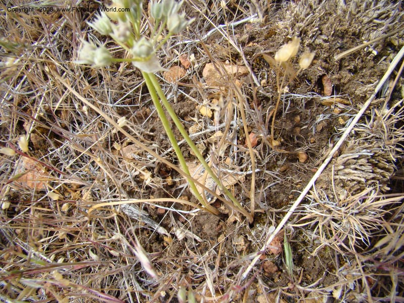 OR. Malheur Co. Leslie Gulch. 1 Jun 08. 215.jpg