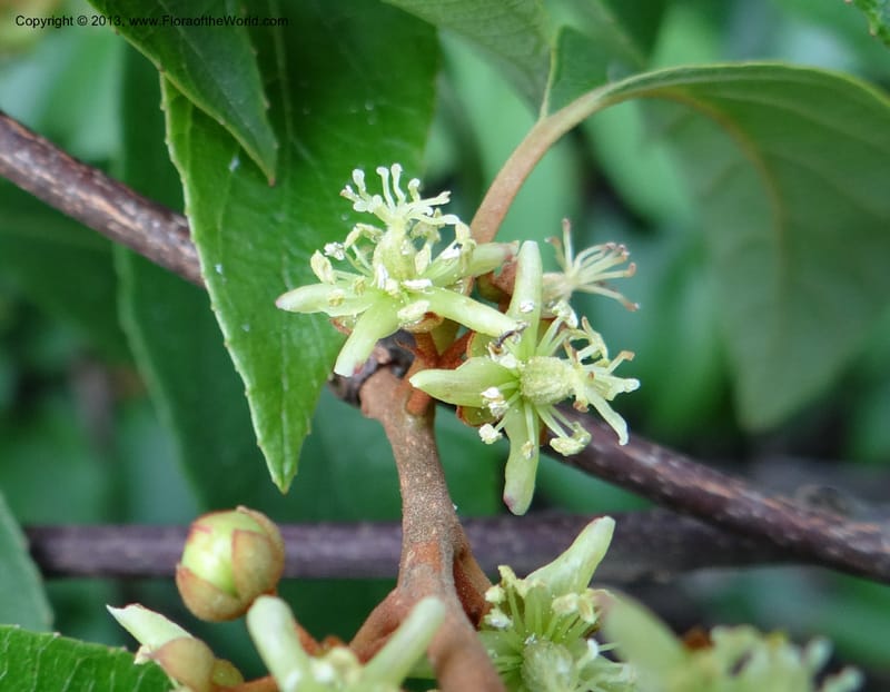 Actinidia lanceolata, Davidson, C 1205287--China. Zhejiang Prov. Shunxi Village. 28 May 2012. DSC00348 (93).JPG