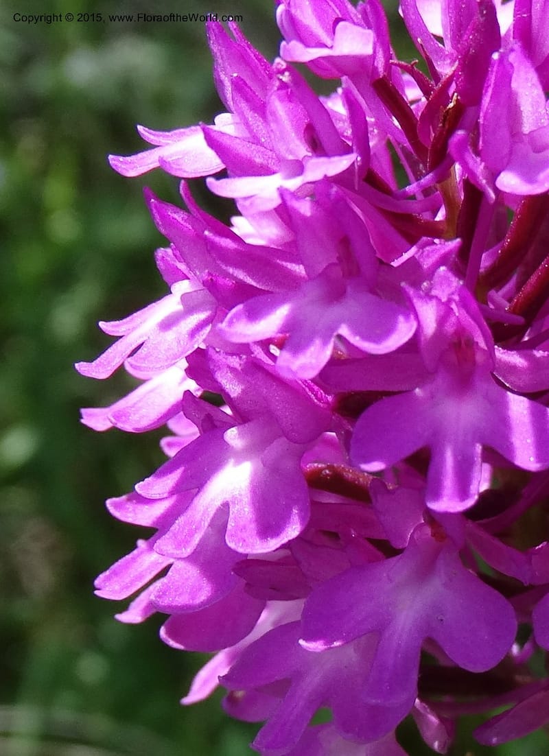 Anacamptis pyramidalis, Davidson, C 12453--Georgia (Caucasus). Shio Mgvime. 7 Jun 2014. DSC07779 (35).JPG