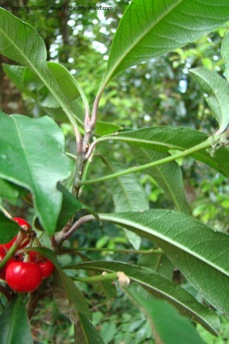 Ardisia, Regalado 1730--Viet Nam. Thua Thien Hue Prov. Phu Loc Distr. Bach Ma. 13Apr 09. 063.jpg