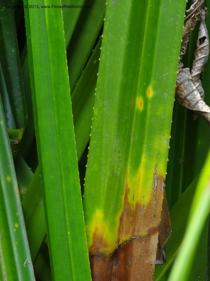 Pandanus kamiae, Callmander, M 1021--Sabah. Klias Forest Reserve. 3 Apr 2012. DSC06489 (100).JPG