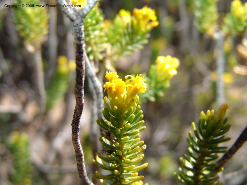 Euryops candollei--So.Africa. E. Cape. Joubert's Pass, SE of Lady Gray. 9 Mch 05. 001.jpg