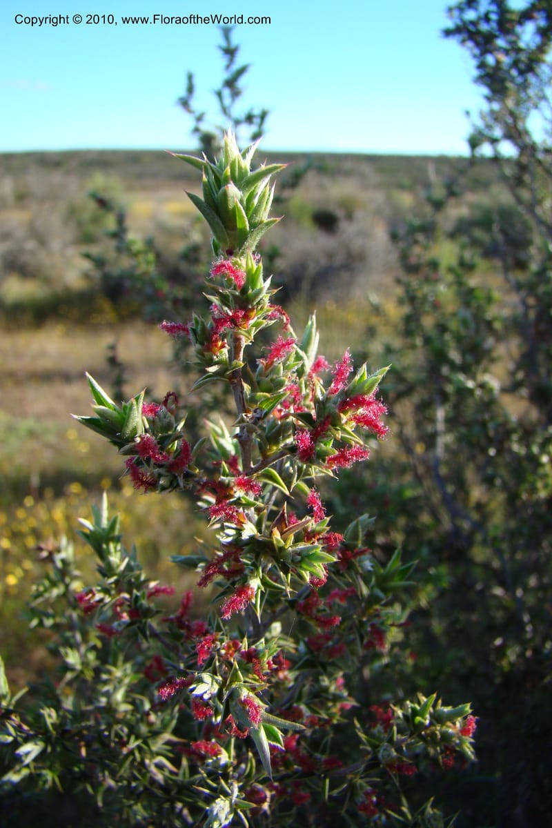 Cliffortia, C. Davidson 11579--South Africa. Northern Cape. Papkuilsfontein. 26 Aug 09. 324.jpg