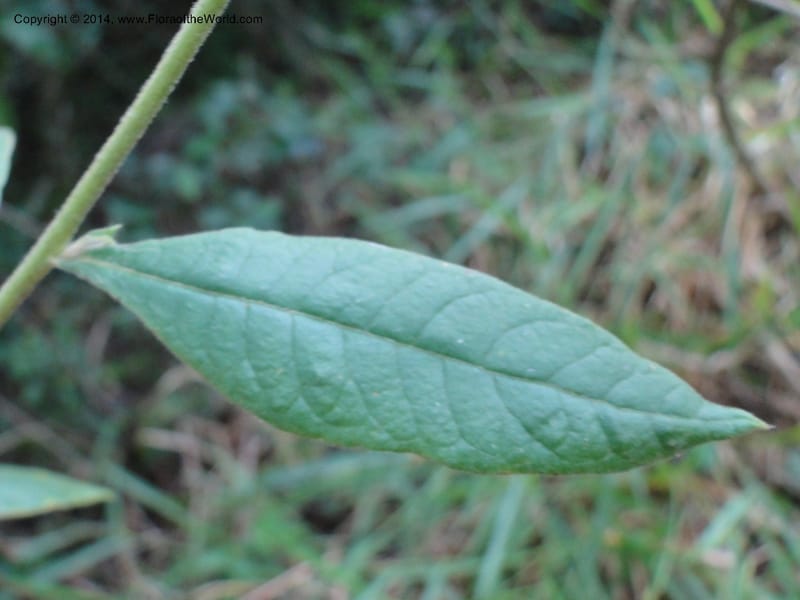 Trixis antimenorrhoea, Stevens,  W. D 31217, Garay Cue, 19 Mar 2011 2115 (7).JPG