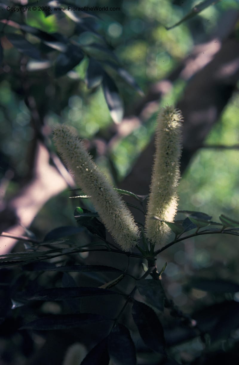Cunonia capensis--CA. Los Angeles. UCLA Mathias Bot. Garden. 1974. 001.jpg