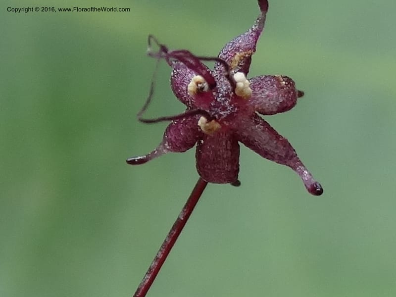 Sciaphila, Davidson, C 12754--Sabah. Hampuan FR. 13 Oct 2014. DSC04689 (161).JPG