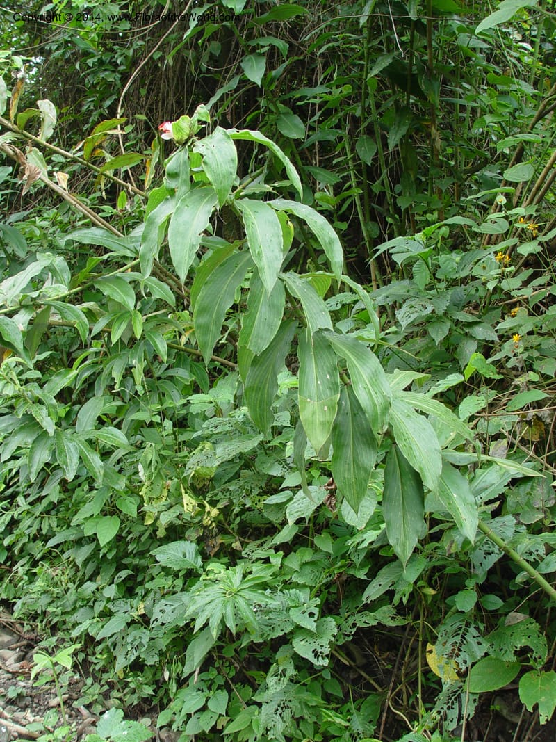 Costus--Cameroon. Mt. Cameroon. 6 Dec 03. 070a (1).jpg