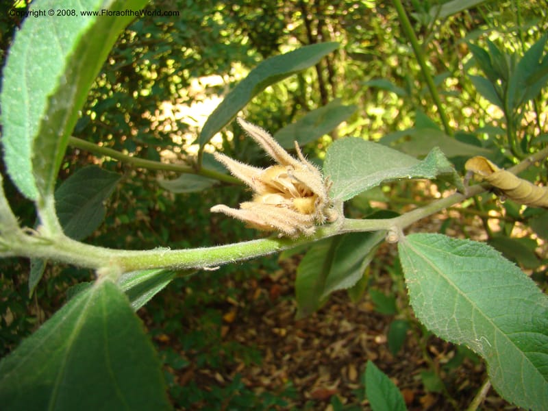 Hibiscus splendens--Australia. Royal Botanic Garden, Melbourne. 19-20 Mch 08. 117.jpg