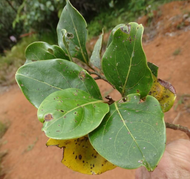 Endiandra monticola, Munzinger, J 7345--Fiji. Delaikoro Mtn. 3 Nov 2015. DSC08393 (346).JPG