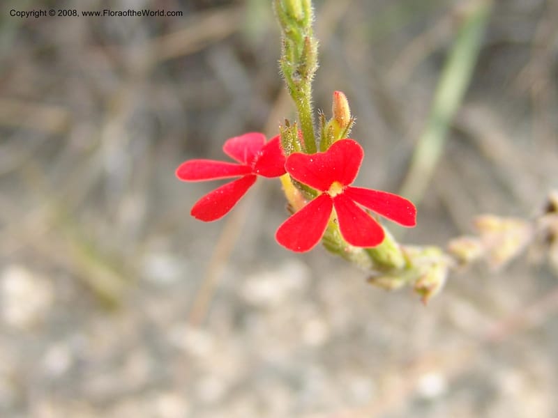 Striga elegans--So.Africa. Mpumal. R577 N of Lydenburg. 16 Mch 05. 094.jpg