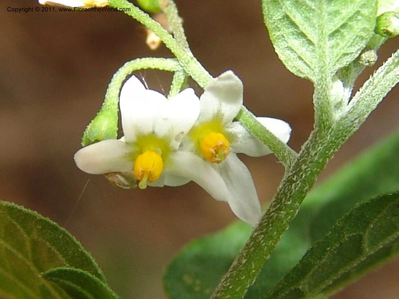 Solanum americanum, AraujoM2925--Bolivia. F. Tamayo. Rio Machariapu. 17 Sep 06. 429.jpg
