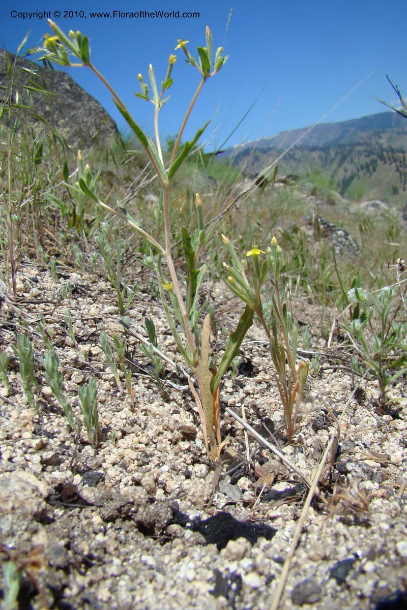 Mentzelia albicaulis, C. Davidson 11363--Idaho. Idaho Co. Salmon River. Polly Bemis Ranch. 27 May 2009. 293.jpg