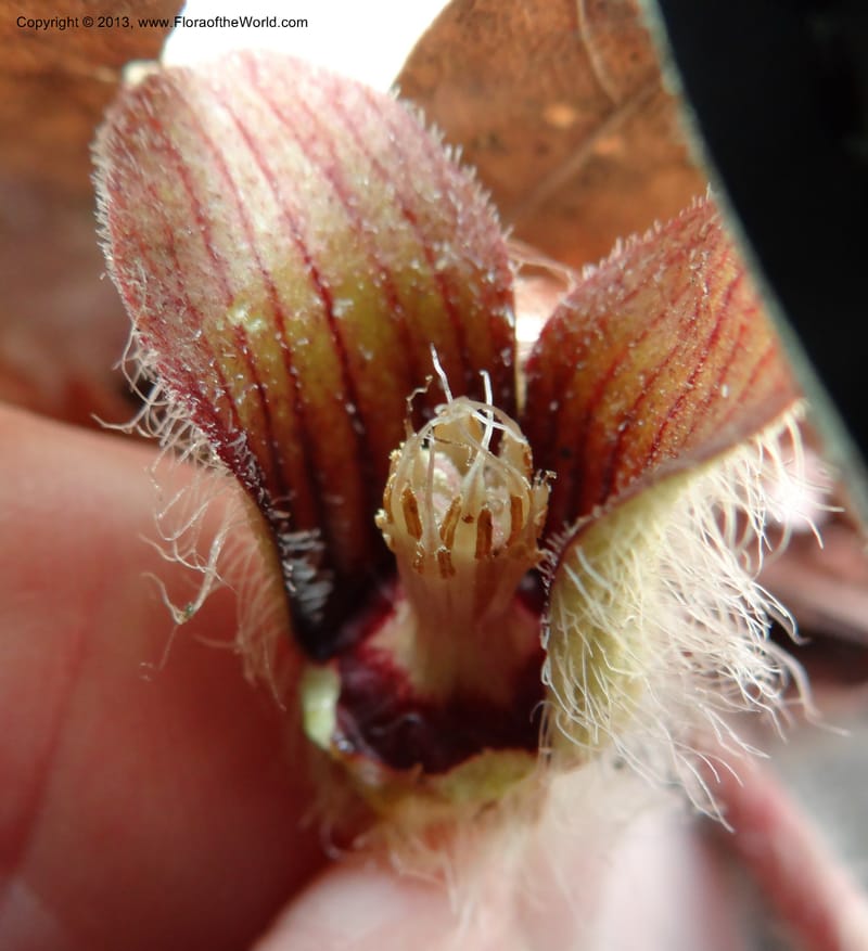 Asarum sp. unk. , Davidson, C 12133--USA, California, Nevada Co. 19 Apr 2013  0164 (9).JPG
