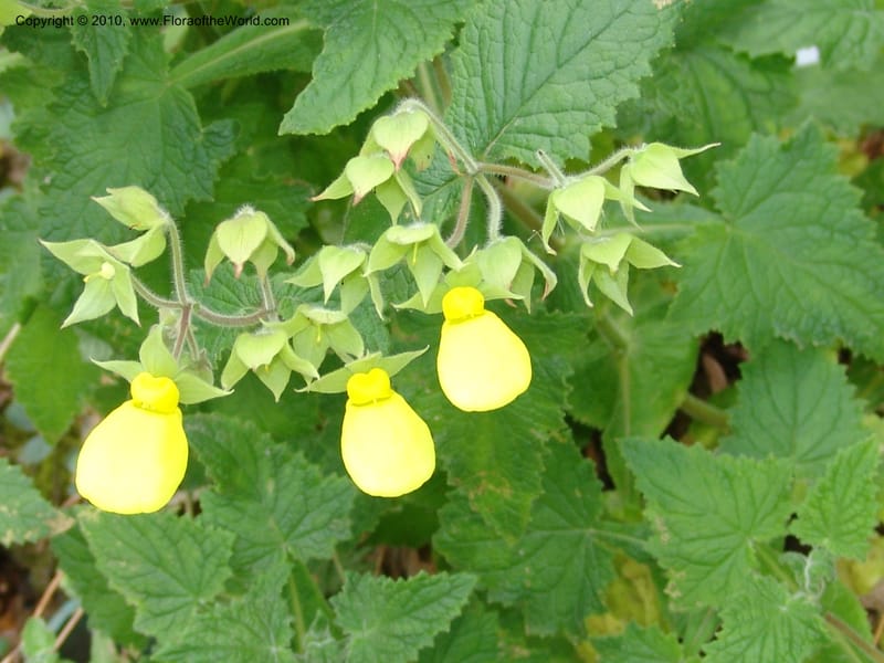Calceolaria tomentosa, 36.1783--CA. UC Berkeley Bot. Garden. 8 Dec 06. 423.jpg