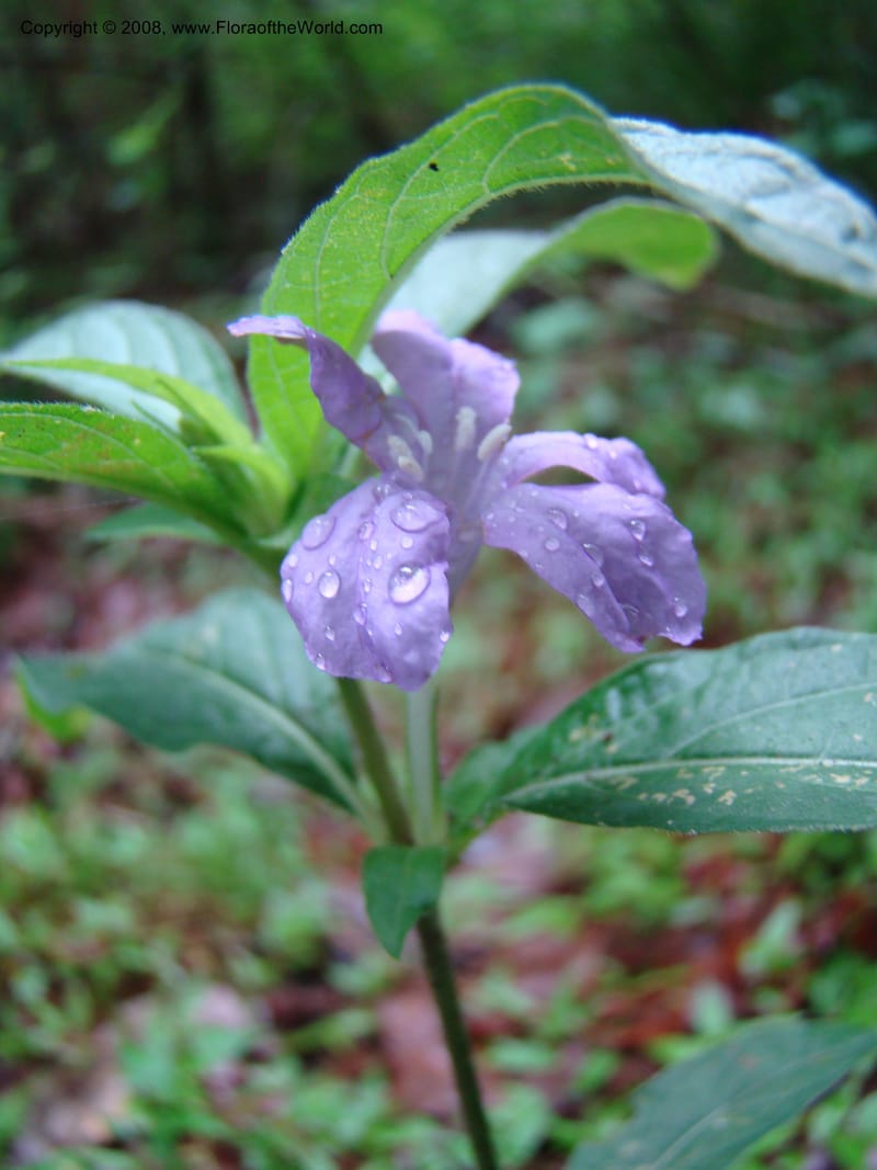 Ruellia caroliniensis--TX. Harris Co. Armand Bayou Nat. Ctr. 26 Apr 08. 053.jpg