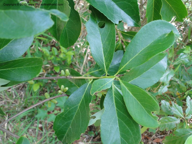 Symplocos tinctoria, Mori, S 27399, USA, North Carolina, Johnson Co., Hwy 50, 3 km SE of Benson, 21 May 2010 (21).JPG