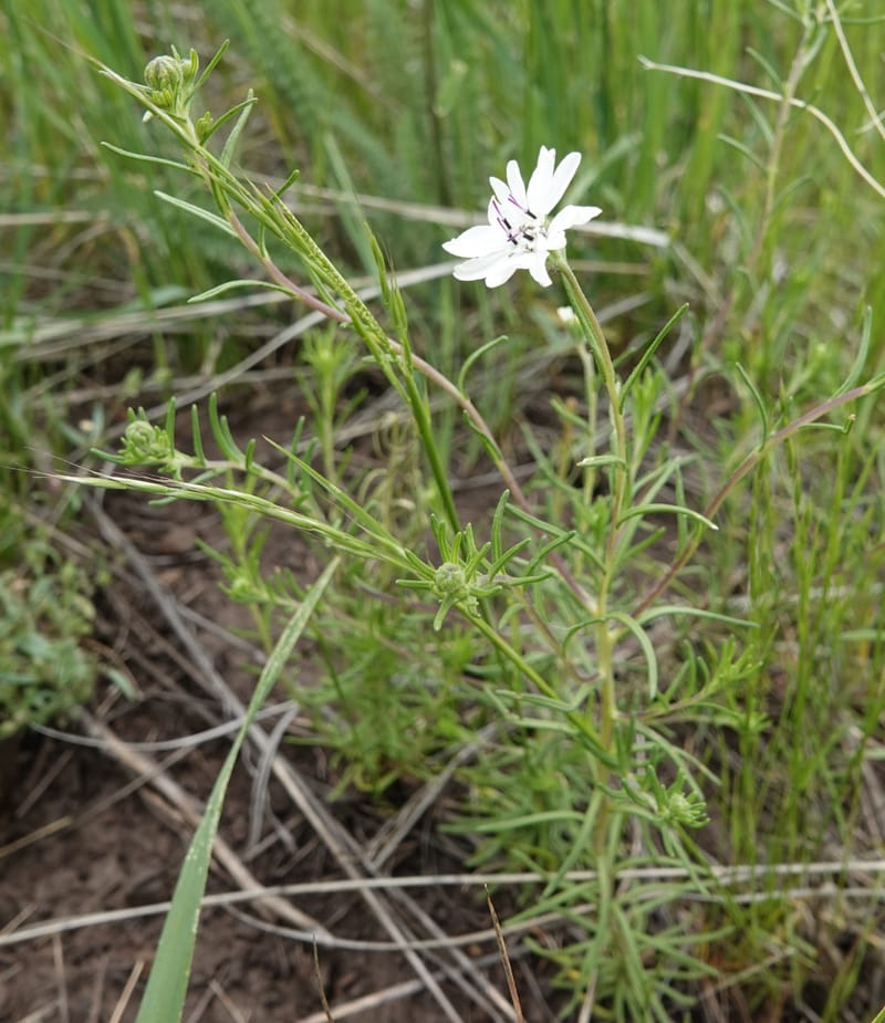 Blepharipappus scaber, C. Davidson 13761--Oregon. Wallowa Co. Zumwalt.Trail Cr. Rd. 4 Jun 2018. DSC04078 (447).JPG