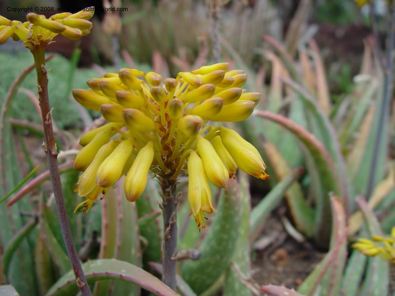 Aloe sinkatana, 30430--CA. Huntington Bot. Gard. 14 Feb 03. 091.jpg