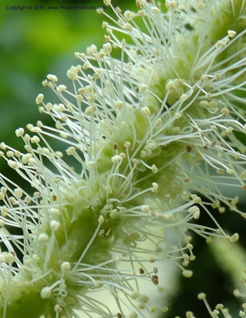 Male catkin in full bloom with protruding stamens