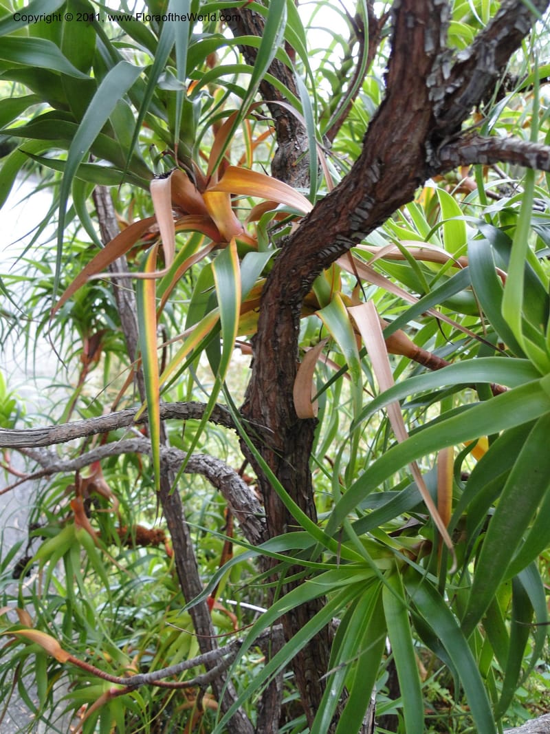 Richea dracophylla--Tasmania. Royal Tasmanian Botanical Garden. 26 Jan 2010. 2666 (7).JPG
