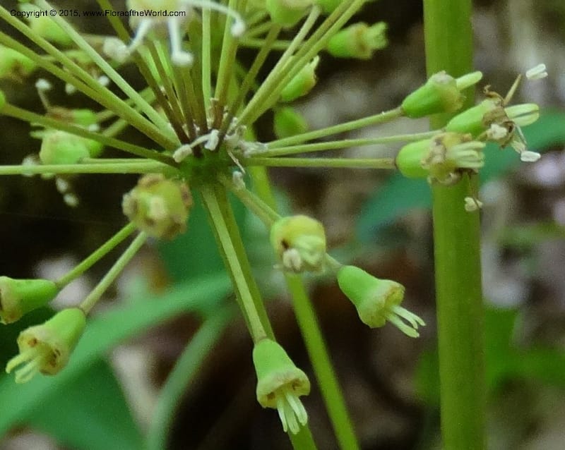 Aralia nudicaulis, Davidson, C 12999--North Carolina. Macon Co. Horse Cove Rd. 14 May 2015. DSC05455 (7).JPG