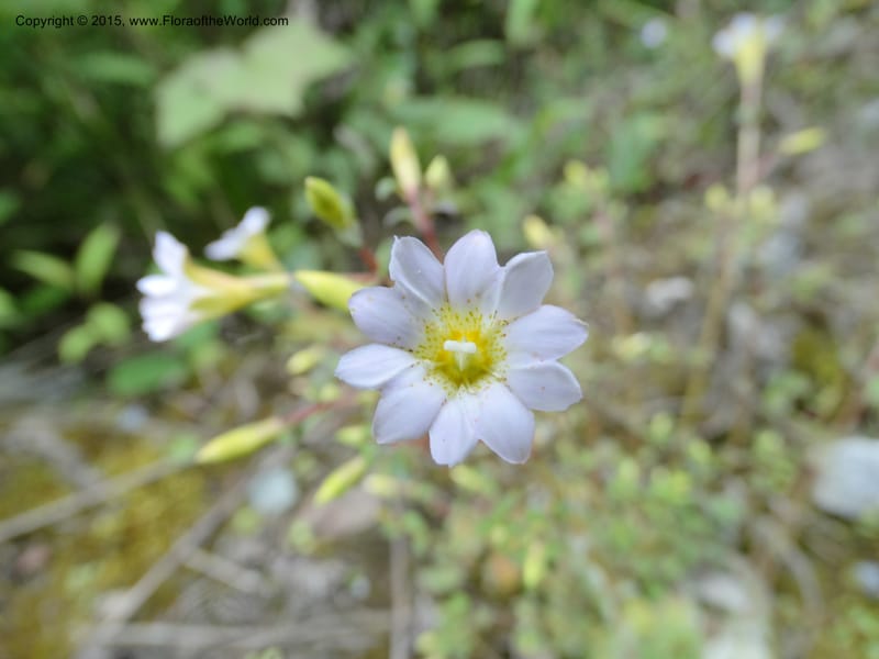 Gentiana, Boufford, D 43705--China. Sichuan. LongDongZhen on Rd. to LeiYuan Shan. 13 May 2014. DSC05860 (68).JPG