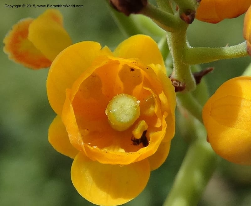 Berberis jamesonii, Ulloa, C 2504--Ecuador. Antesana. Lga. Sta. Lucia. 24 Apr 2015. DSC02778 (162).JPG