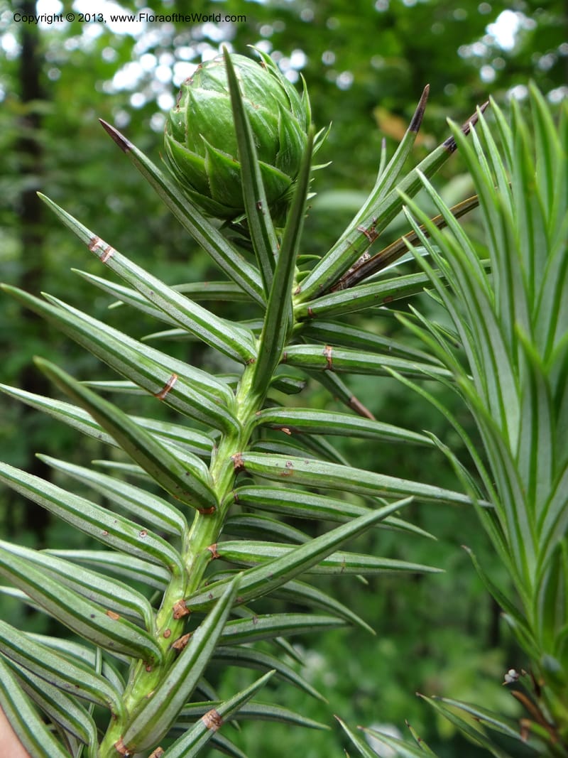 Cunninghamia lanceolata, Davidson, C 11976--China. Zhejiang Prov. Tian Mu Shan. 1 Jun 2012. DSC01264 (149).JPG