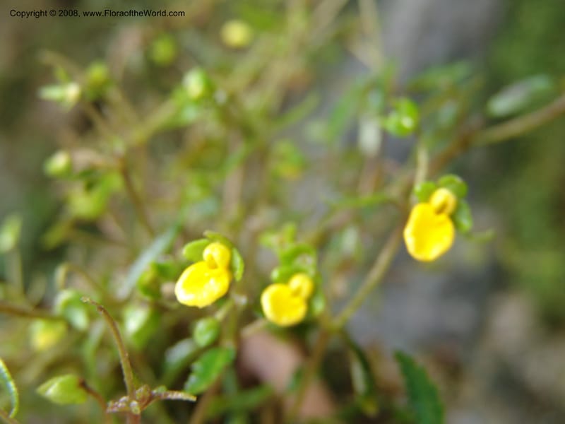Calceolaria mexicana, Croat93268--Ecuador. Prov. Pichincha. Old hwy Quito to Sto. Domingo. 12 Aug 04. 302.jpg