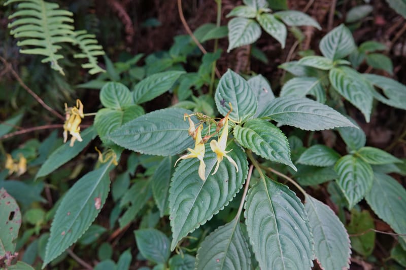 Impatiens ruiliensis, D. Boufford 44100--China. Yunnan. Lao jun Shan. 30 Apr 2018. DSC00424 (600).JPG