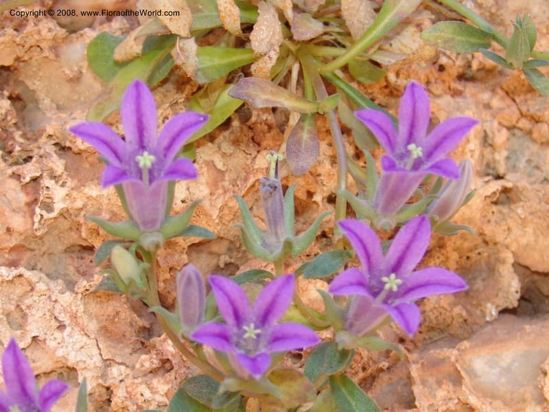 Campanula saxatilis ssp saxatilis--Crete. Ep. Kydonia. Akrotiri. Trail Gouvernetos . 23 May 05. 160.jpg