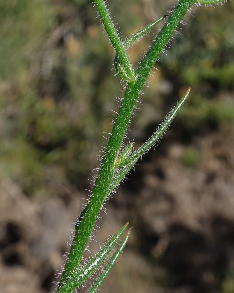 Leschenaultia hirsuta, Davidson, C 13418--Australia. W.A. Tootbardie Rd.-Coorow Rd. 23 Oct 2016. DSC04758 (22).JPG