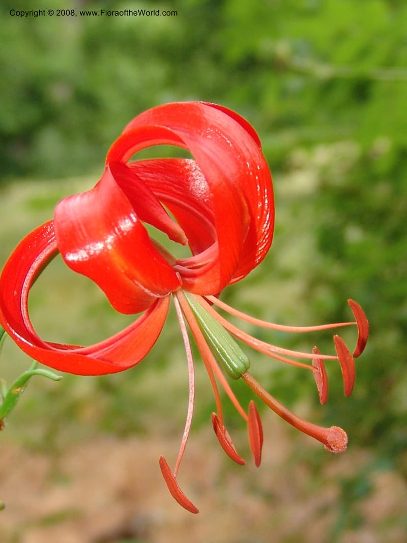 Lilium pumilum--IL. Chicago. Morton Arboretum. 1 Jul 05. 062.jpg