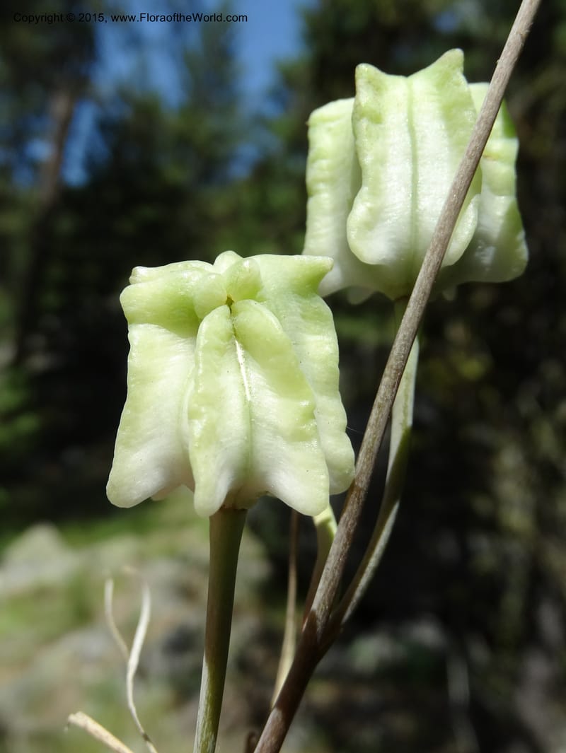Fritillaria atropurpurea, Davidson, C 12560--Idaho. Valley Co. Payette Lake. Sylvan Beach. 12 Jul 2014. DSC09429 (80).JPG