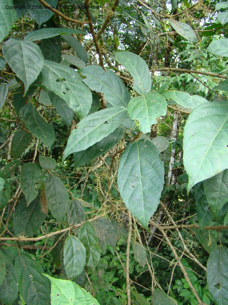 Alchornea, RAguilar11187--Costa Rica. Puntar. Osa. Los Mogos. 17 Apr 08. 211.jpg
