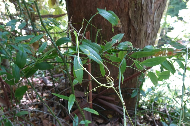 Petermannia cirrosa, Davidsonm C 13363--Australia. Qld. Springbrook N.P. Mt. Cougal Sect. 19 Oct 2016. DSC03346 (22).JPG
