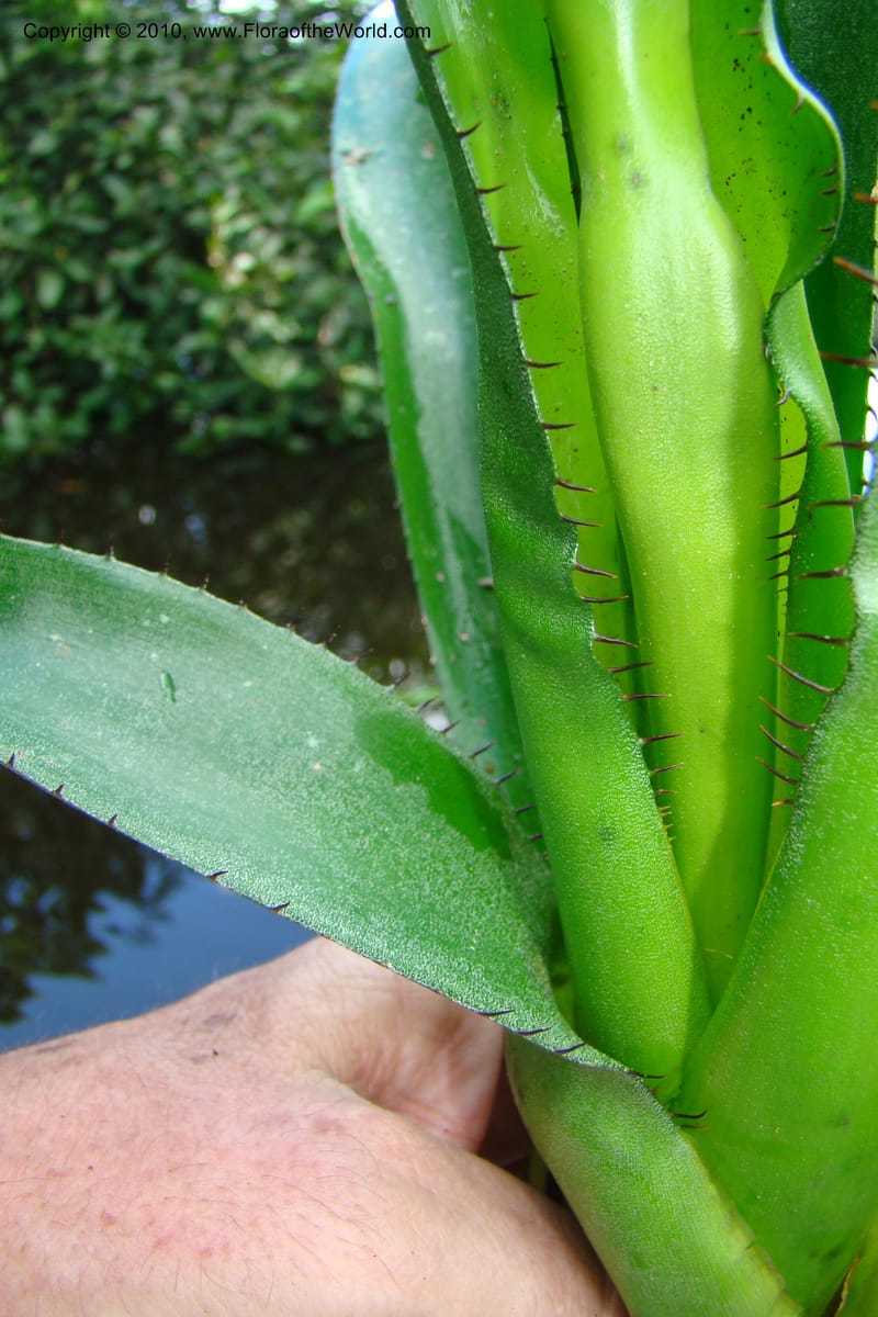 Aechmea, R. Vasquez 34537--Peru. Pacaya Samiria. Yantacocha. 5 Nov 08. 473.jpg