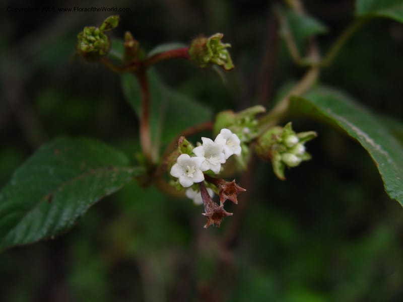 Psychotria--Cameroon. Mt. Cameroon. 6 Dec 03. 114.jpg