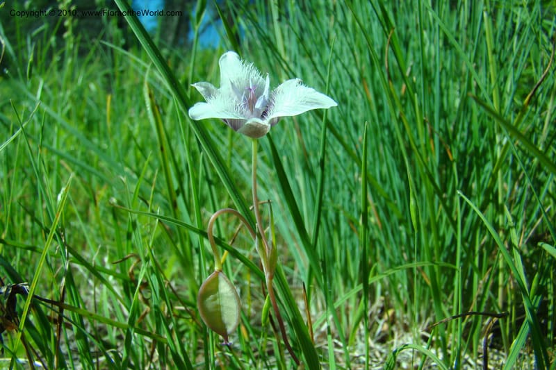 Calochortus elegans, C. Davidson 11376--Idaho. Idaho Co. Salmon River. Polly Bemis Ranch. 27 May 2009. 016.jpg