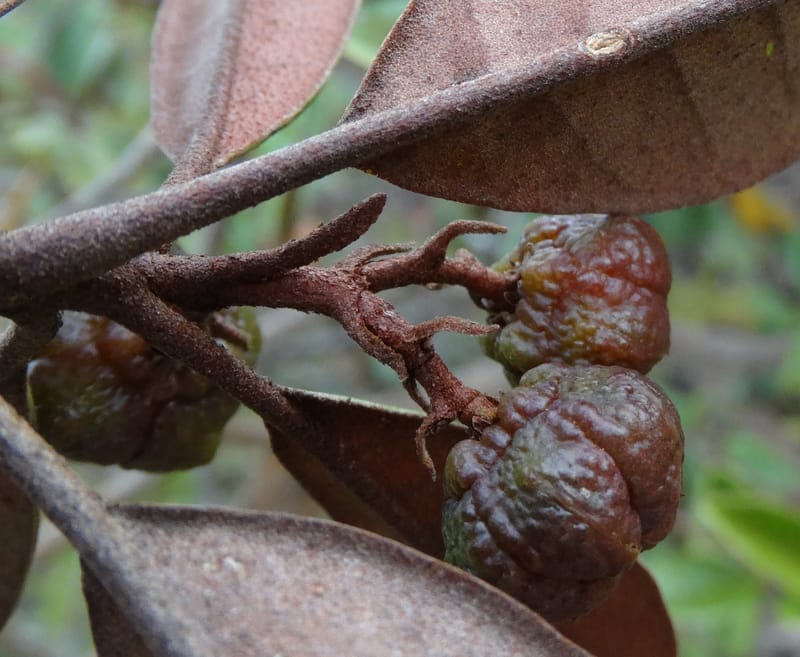 Myrtopsis, Lowry, P 7378--New Caledonia. Mont Dzumac. 12 Nov 2015. DSC01563 (614).JPG