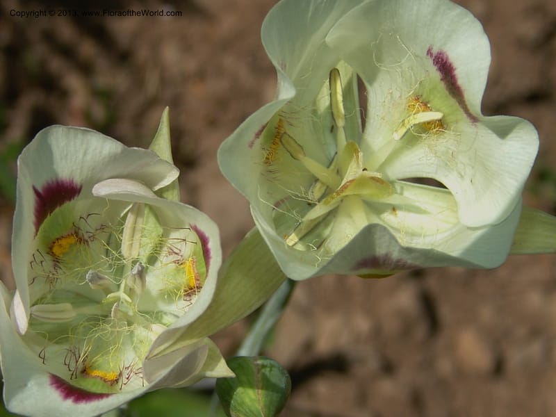 Calochortus eurycarpus, CDavidson11122--ID. Adams Co. For. Serv. Rd. 453, to Goose Lk. 20 Jul 07. 276.jpg