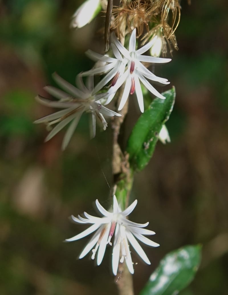 Ainsliaea latifolia, Tseng Yu-Hsin 1331--Taiwan. Taroko Nat. Park. Mt. Bilu Trail. 21 May 2016.  (131).JPG